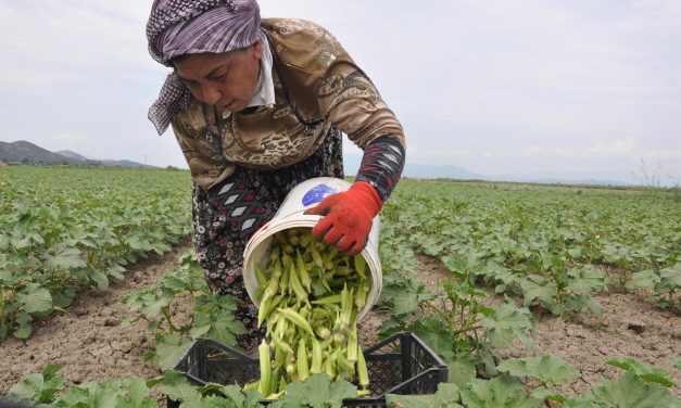 Erken çıkan bamya üreticiyi mağdur etti